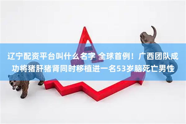辽宁配资平台叫什么名字 全球首例！广西团队成功将猪肝猪肾同时移植进一名53岁脑死亡男性